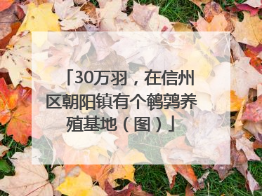30万羽，在信州区朝阳镇有个鹌鹑养殖基地（图）