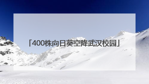 400株向日葵空降武汉校园